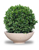 Fioriera rotonda a ciotola in cemento calcestruzzo per esterno - colore Bianco travertino - cm Ø139x52h - Conforme ai CAM 