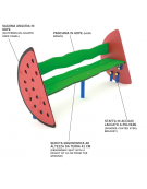 Panchina per bambini con schienale, sagoma Anguria - realizzata in HDPE - Seduta ergonomica - cm 114x40x57h